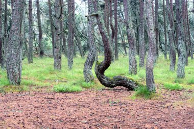 Rusya 'nın Kalininingrad bölgesindeki Curonian Spit üzerinde dans eden bir ormanın görüntüsü. Rezerv kavramı ve ormanın doğal zenginliği..