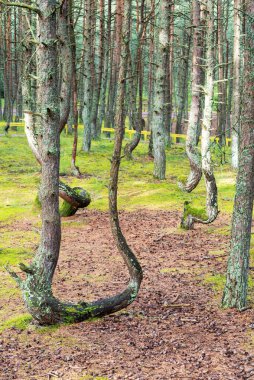 Rusya 'nın Kalininingrad bölgesindeki Curonian Spit üzerinde dans eden bir ormanın görüntüsü. Rezerv kavramı ve ormanın doğal zenginliği..