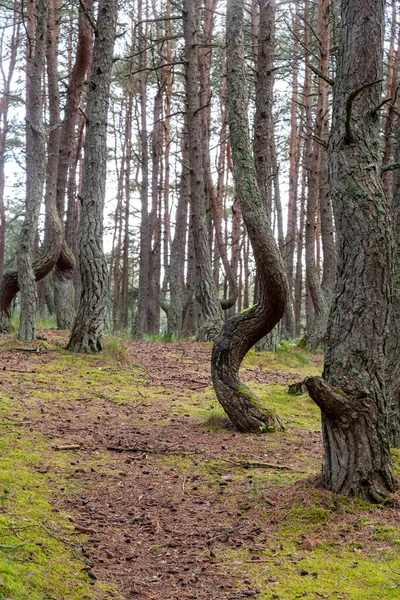 Bild Dansande Skog Kuriska Näset Kaliningradregionen Ryssland Begreppet Reservat Och — Stockfoto