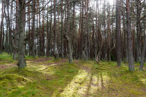 Uma Imagem Uma Floresta Dançante Curonian Spit Região Kaliningrado Rússia — Fotografia de Stock