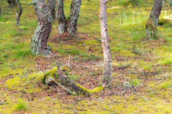 Bild Dansande Skog Kuriska Näset Kaliningradregionen Ryssland Begreppet Reservat Och — Stockfoto