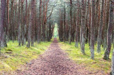 Rusya 'nın Kalininingrad bölgesindeki Curonian Spit üzerinde dans eden bir ormanın görüntüsü. Rezerv kavramı ve ormanın doğal zenginliği..