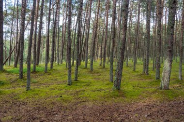 Rusya 'nın Kalininingrad bölgesindeki Curonian Spit üzerinde dans eden bir ormanın görüntüsü. Rezerv kavramı ve ormanın doğal zenginliği..