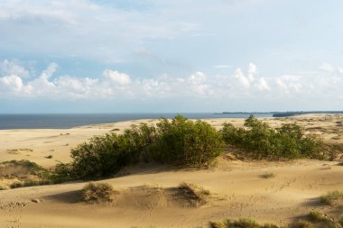 Curonian Spit 'teki kumlu gri kumulların muhteşem manzarası. Turizm ve eğlence kavramı..