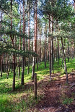 Curonian tükürüğündeki doğa rezervi, çam ormanı. Eğlence ve turizm kavramı..