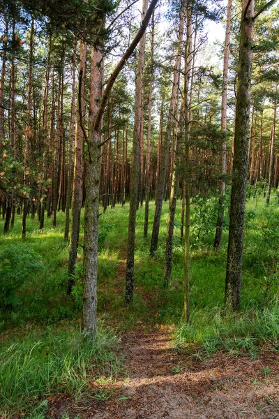 Naturreservat Kroniskt Spott Tallskog Begreppet Fritid Och Turism — Stockfoto