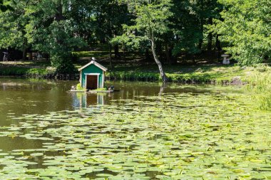Zelenogradsk 'taki park gölünün ortasında bir ördek evi, yaz günü. Şehirdeki vahşi yaşam kavramı..