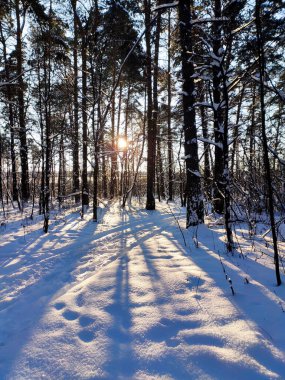 Karlı kış köknar ormanda günbatımı. Güneş ışınları ağaç gövdeleri ile bölünürler. Soğuk kış manzarası