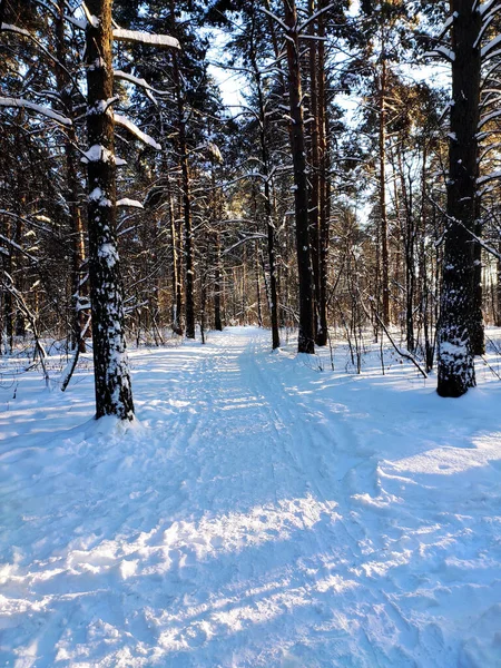 Заснеженная Дорога Лесу Перед Рождеством Холодный Зимний Пейзаж Концепция Холодной — стоковое фото