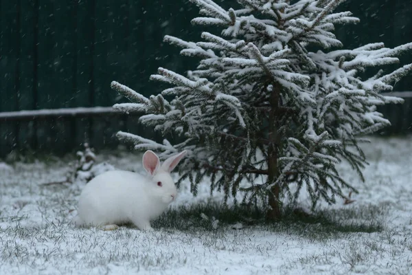 Biały Cute Zając Pobliżu Zielonej Choinki Śniegu Zimie Dacha — Zdjęcie stockowe