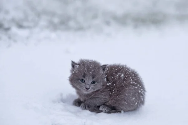 Mignon Petit Chaton Pelucheux Gris Briton Assis Sur Neige Blanche — Photo