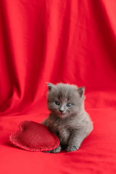 Pouco Bonito Cinza Gatinho Gato Briton Sentado Fundo Vermelho Tema — Fotografia de Stock