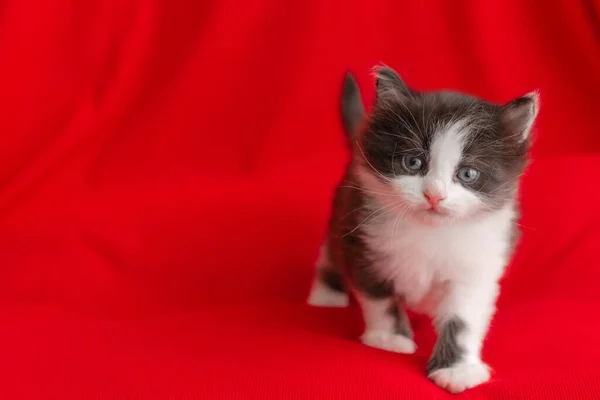 Pouco Bonito Cinza Gatinho Gato Briton Sentado Fundo Vermelho Tema — Fotografia de Stock