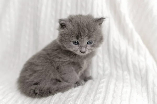 Little Cute Gray Kitten Cat Briton Sitting White Background — Stock Photo, Image