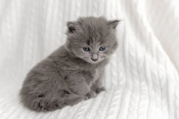 Pequeño Lindo Gris Gatito Gato Briton Sentado Blanco Fondo — Foto de Stock