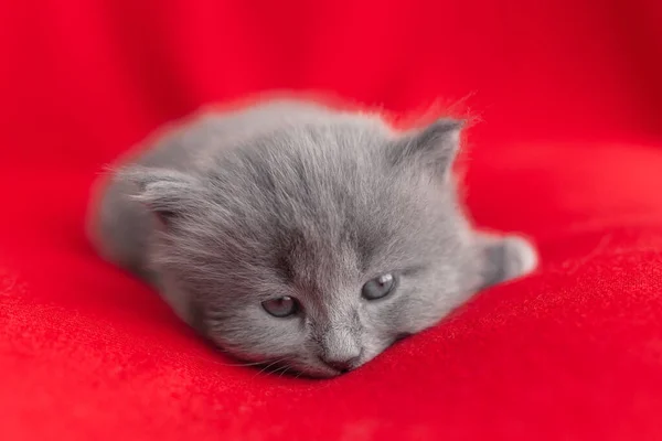 Klein Schattig Grijs Kitten Kat Briton Zitten Een Rode Achtergrond — Stockfoto