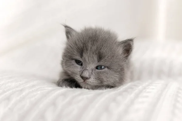 Little Cute Gray Kitten Cat Briton Sitting White Background — Stock Photo, Image