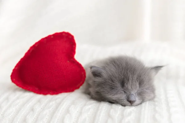 Küçük Sevimli Gri Kedicik Kedi Briton Beyaz Arka Planda Kırmızı — Stok fotoğraf