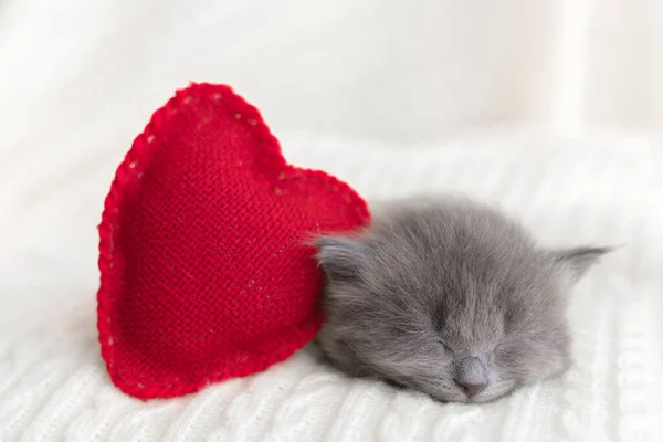 Μικρό Χαριτωμένο Γκρι Γατάκι Γατάκι Briton Κοιμάται Ένα Κόκκινο Μαξιλάρι — Φωτογραφία Αρχείου