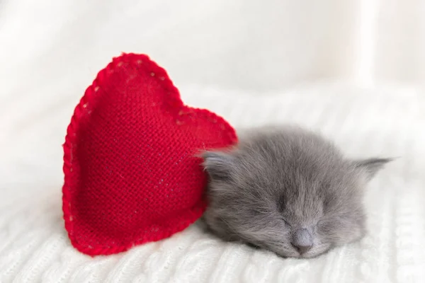 Pouco Bonito Cinza Gatinho Gato Briton Dorme Travesseiro Vermelho Forma — Fotografia de Stock