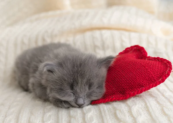 Pouco Bonito Cinza Gatinho Gato Briton Dorme Travesseiro Vermelho Forma — Fotografia de Stock