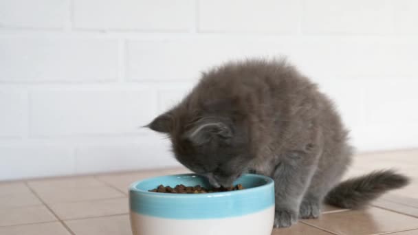 Gatinho cinza engraçado comer alimentos secos — Vídeo de Stock