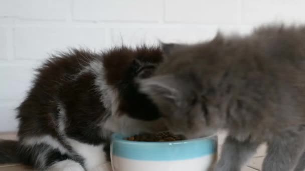 Два котенка забавная борьба за сухую пищу — стоковое видео