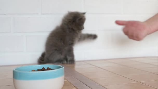 Крупный план миски сухой пищи стоит на заднем плане серый милый котенок играет с мужчиной — стоковое видео