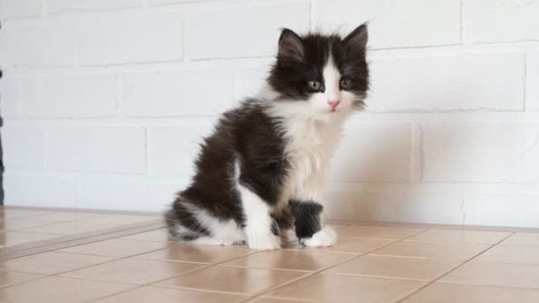 Zwart met wit schattig kitten wassen licks poot kijken naar de camera — Stockvideo