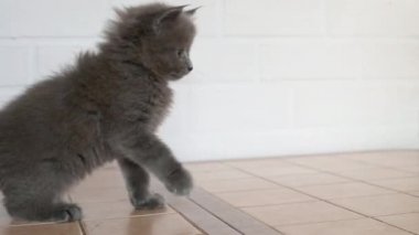 Gri, sevimli kedi yavrusu bir adamla el sallıyor.