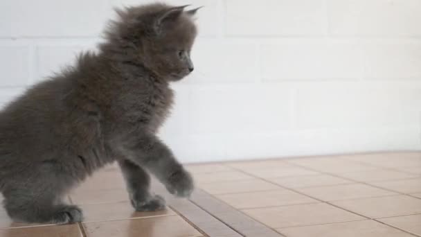 Серый милый котенок играет в размахивая лапами с человеком крупным планом — стоковое видео