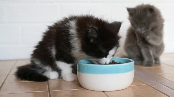 Lindo negro y blanco gatito comer seco comida en el fondo lavado gris gatito — Vídeos de Stock