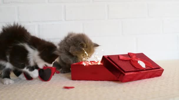 Twee schattige kittens spelen met een rood cadeau en rode bril met snrts op een witte achtergrond, Valentijnsdag thema — Stockvideo