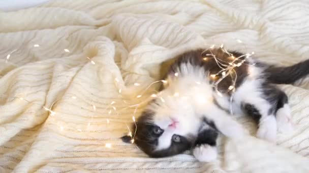 Schattig pluizig zwart-wit kitten spelen op een witte deken met een gerland lichten in slaap vallen kijken naar de camera close-up — Stockvideo