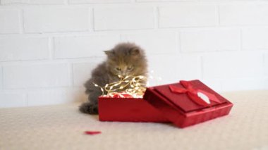 Beyaz zemin üzerinde kırmızı gözlük ve kırmızı kutuyla oynayan gri sevimli kedi yavrusu, Sevgililer Günü teması