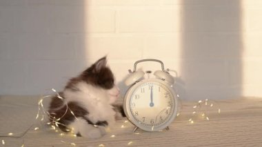 Beyaz alarmlı saat 12 oktav çalıyor, sevimli tüylü kedi yavrusu yeni yıl temasını izliyor