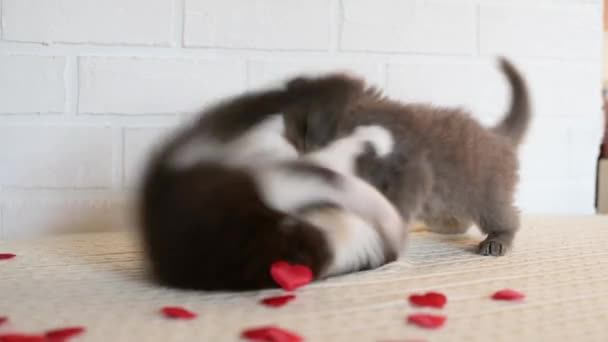 Twee schattig pluizig grappig kittens spelen gevecht op een wit ruitje witte achtergrond met rode harten — Stockvideo
