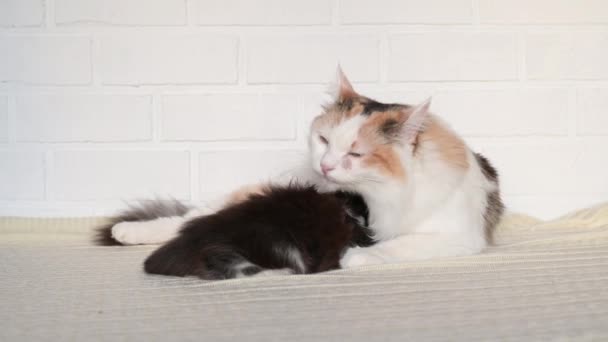 一只可爱的毛茸茸的白猫用牛奶喂着一只黑色的小猫，它躺在白色的背景上舔着，看着摄像机 — 图库视频影像