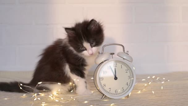 Lindo gatito esponjoso jugando con un reloj despertador blanco mirando a la cámara de cerca sobre un fondo blanco — Vídeo de stock