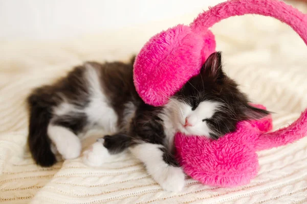 Aranyos fekete -val fehér cica alszik -ban rózsaszín fejhallgató -on fehér háttér, Valentin nap téma — Stock Fotó