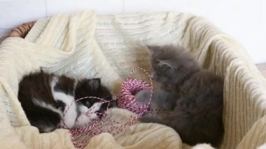 Beyaz arka plan temalı bir sepette kırmızı bir topla oynayan iki küçük sevimli gri tüylü kedi yavrusu.