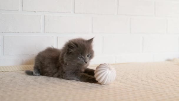 Pouco Bonito Cinza Fofo Gatinho Jogando Com Bola Natal Prata — Vídeo de Stock