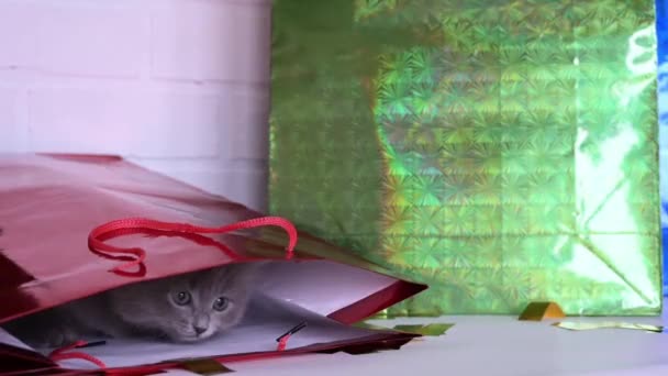 Schattig Pluizig Grijs Kitten Grappig Spelen Een Rode Tas Kijken — Stockvideo