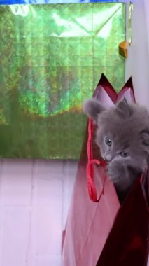 Şirin, tüylü, gri kedi yavrusu kırmızı bir çantada oynarken yakından alışveriş temasına bakıyor.
