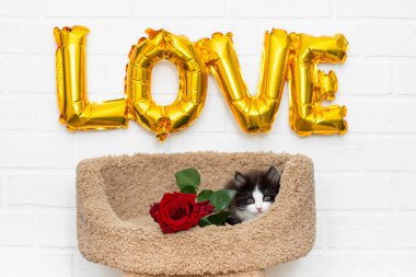 Beyaz izole edilmiş arka plan sevgililer günü temasında tatlı gri kedi yavrusu görünümlü kırmızı gül