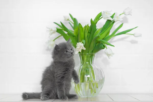 Schattig Pluizig Grijs Kitten Snuiven Spelen Met Witte Tulpen Een — Stockfoto