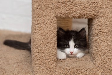 Şirin tüylü kedi yavrusu beyaz arka planı olan bir kanepede uyuyor.