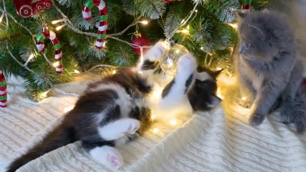 Mignon Chaton Drôle Pelucheux Joue Avec Des Décorations Noël Avec — Video