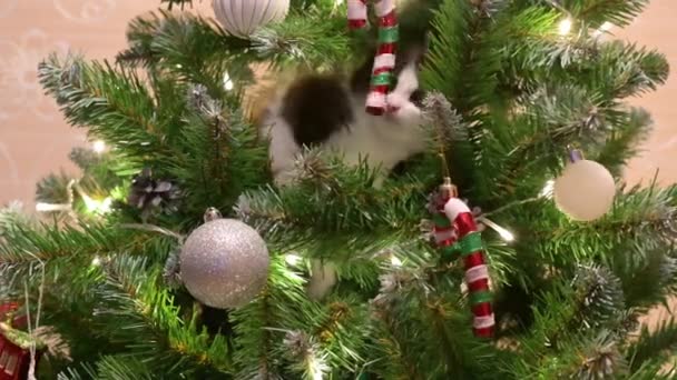 Bonito Fofo Engraçado Gatinho Brincando Com Decorações Natal Com Uma — Vídeo de Stock