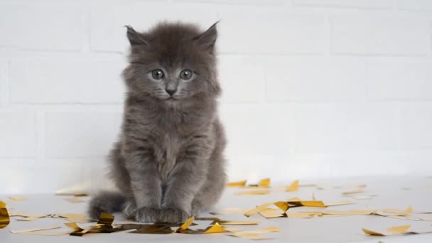 Gatinho Cinza Bonito Jogando Com Lantejoulas Ouro Fundo Branco — Vídeo de Stock